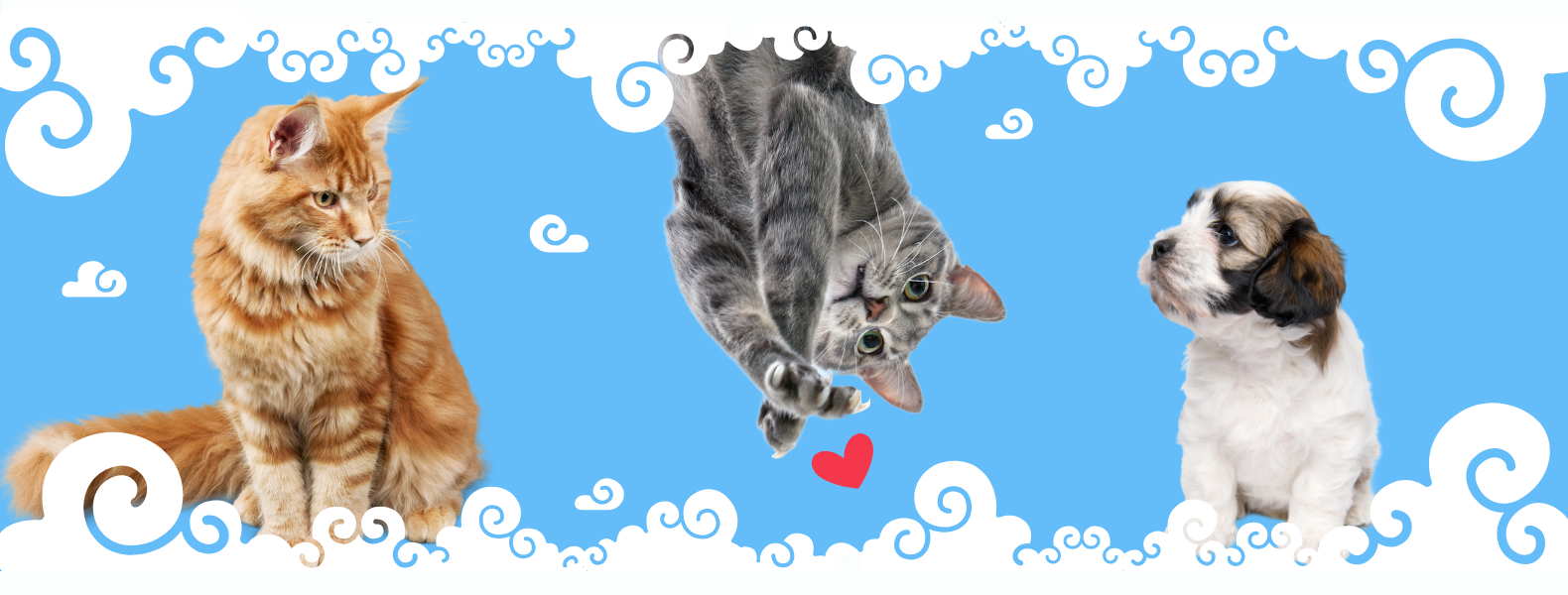 NuvemPet · trio de pets gato laranja cinza puppy com nuvens swirls cyan